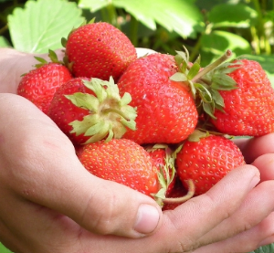 Borough of West Cape May - Strawberry Festival